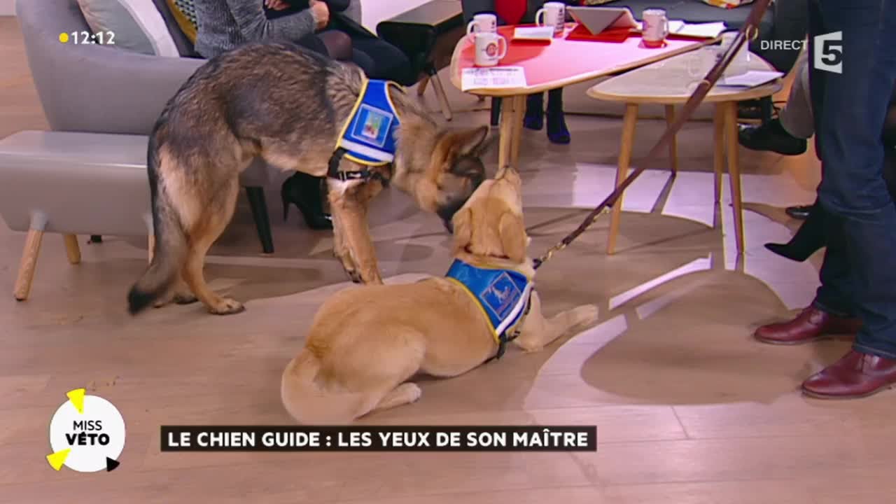 Les chiens-guides d'aveugles