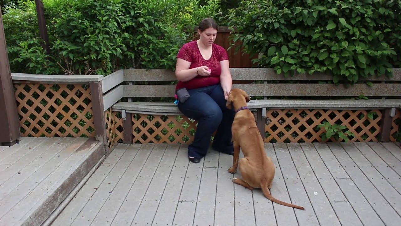 Training a Service Dog Not to Pull on the Leash - Step 1
