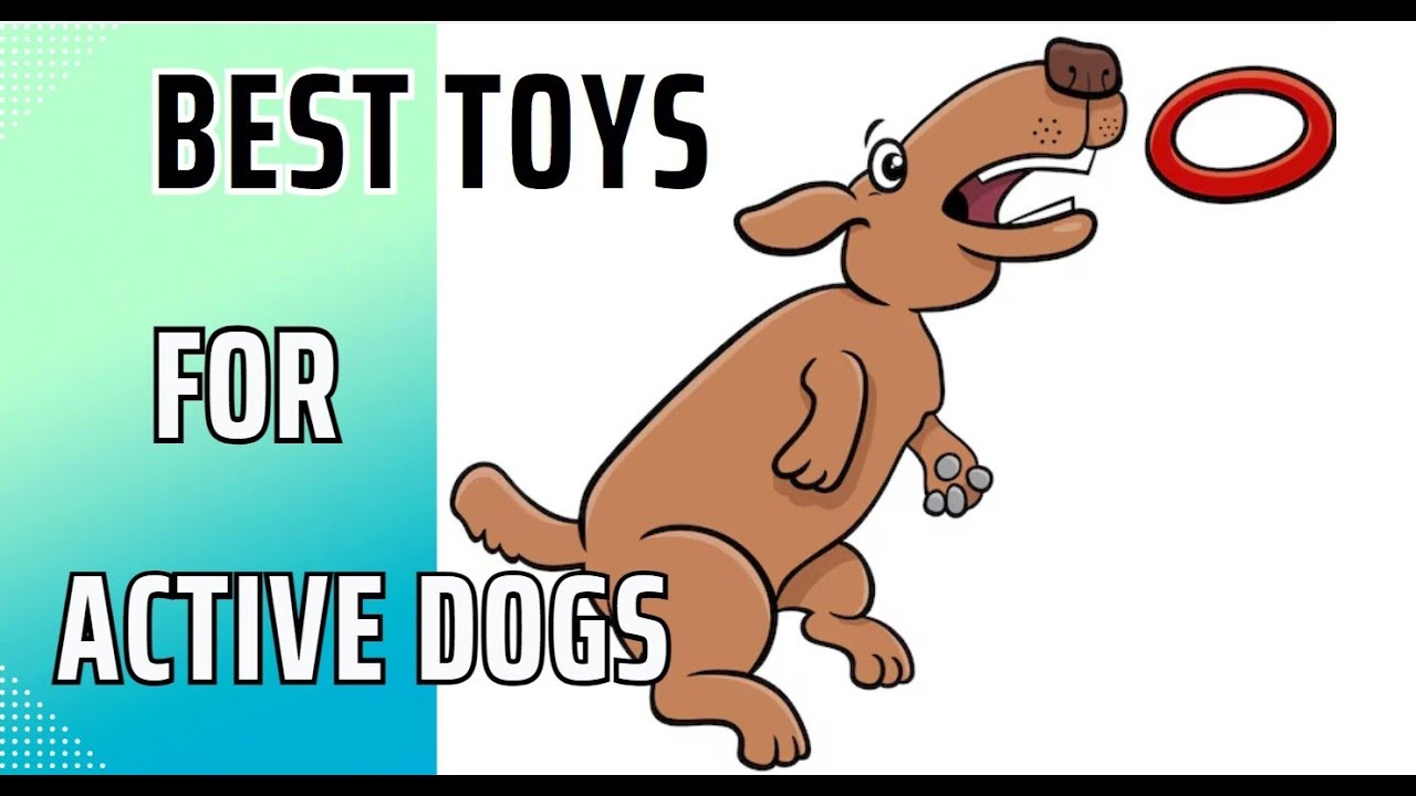 The Best Toys for Active Dogs  A Trainer's Guide.