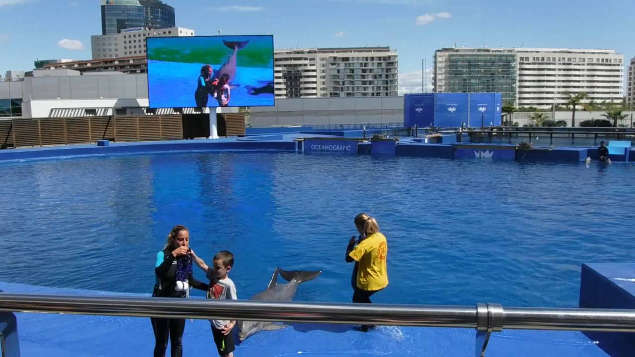 OCEANOGRAFIC DELFINARIO 2016 (FHD) || Parte 1 de 2.