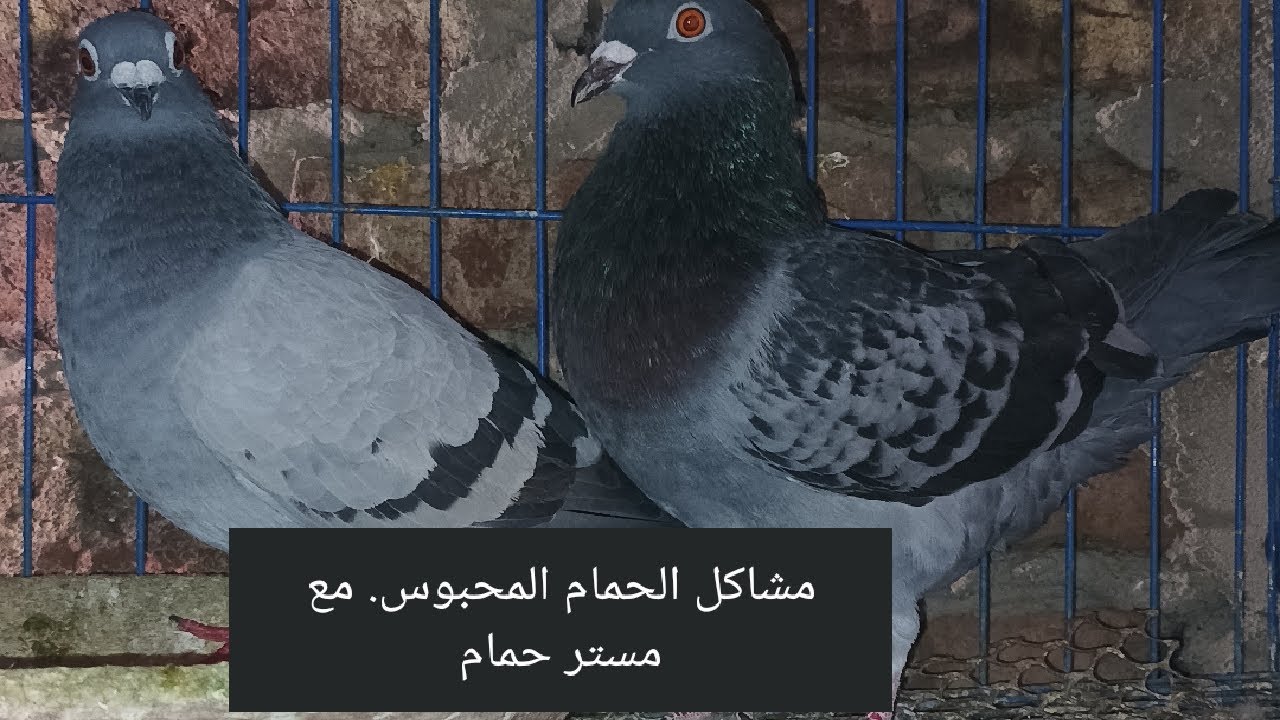 مشاكل الحمام المحبوس والحل مع مستر حمام 