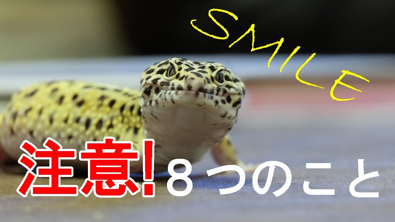 【トカゲ】ヒョウモントカゲモドキ・レオパードゲッコーの飼い方8選