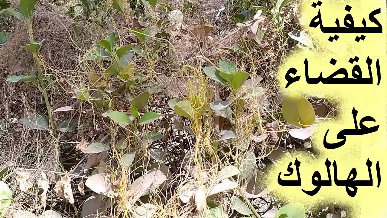 التخلص من اللفلوف (الورطة)