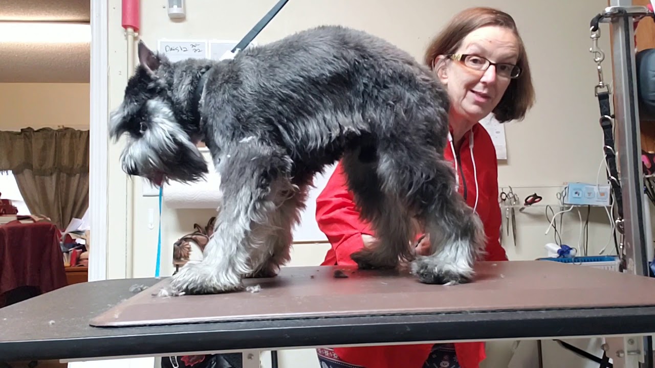 Billy the Schnauzer groom