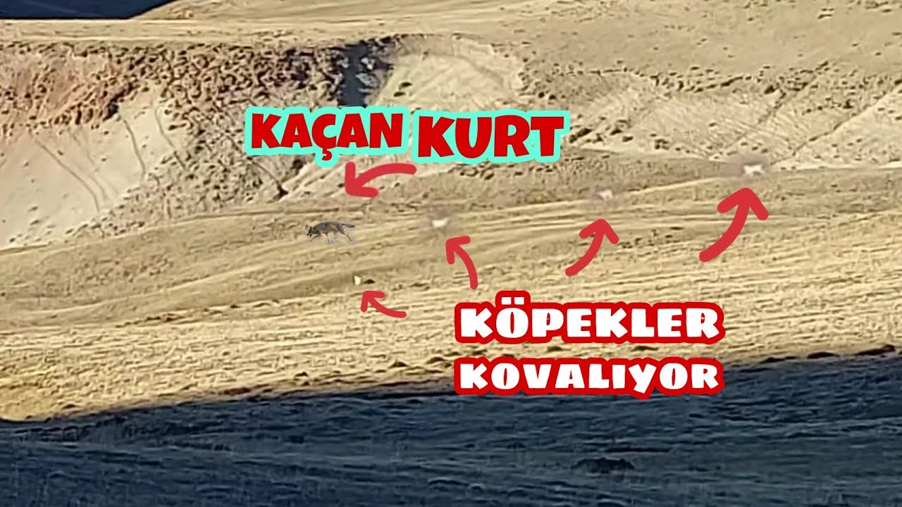 KURT ve KÖPEKLER NEFES KESEN KOVALAMACA