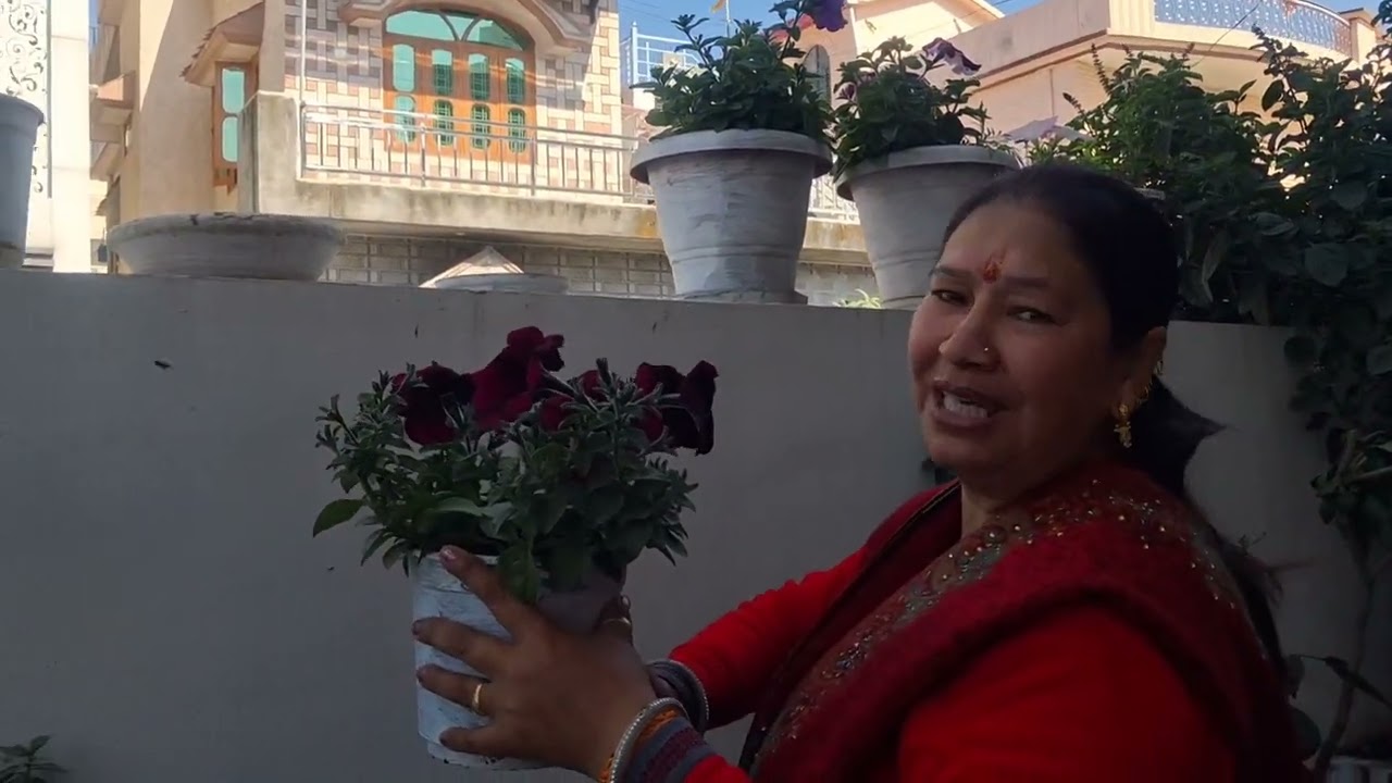 मेरे आँगन के फूल-पौधे 🌾🌿