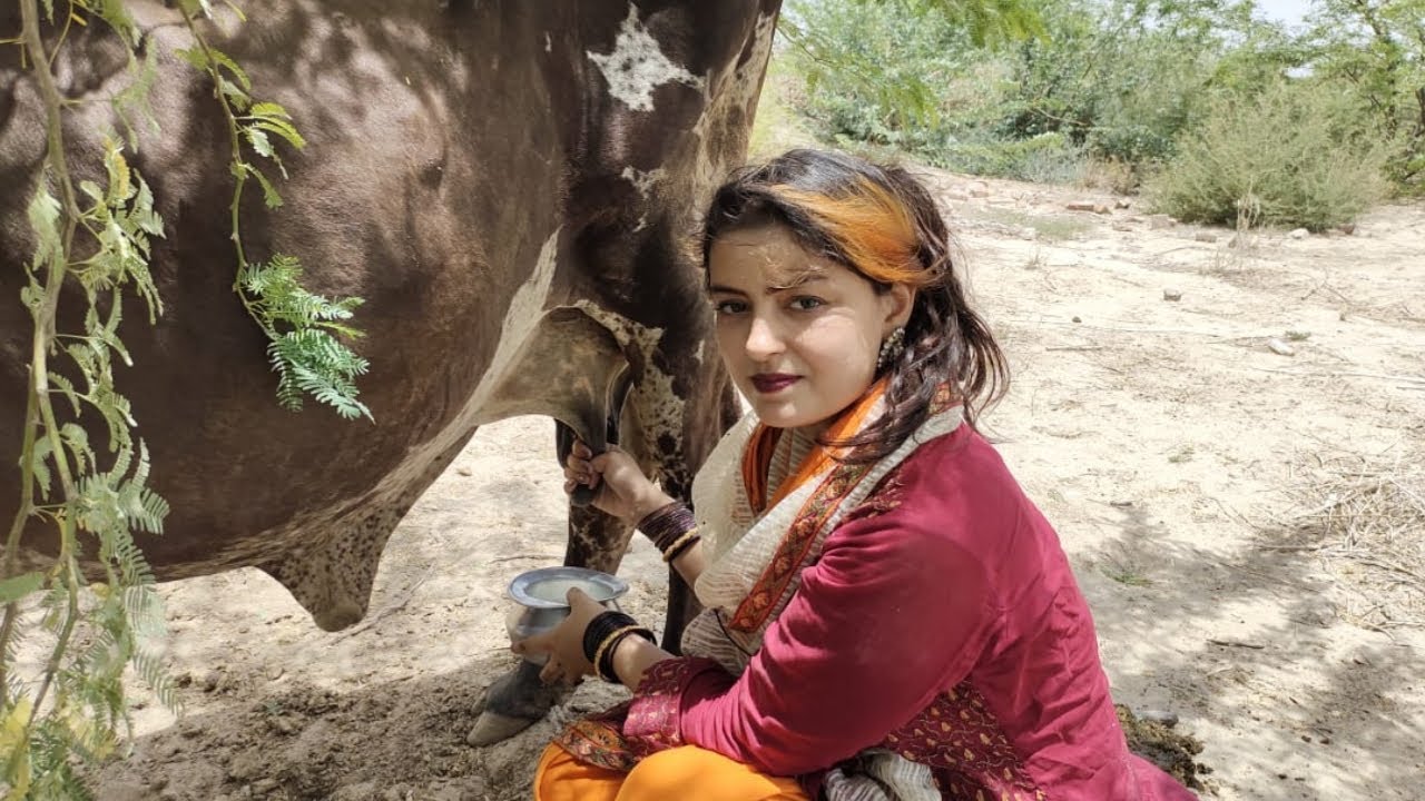 Cow Milking Try With Khadija Info | Village Life | Village Work Routine | Village Cow Milking |