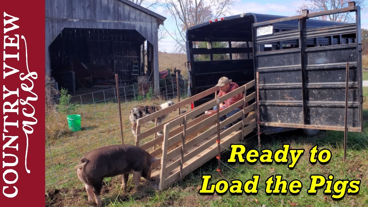 Setting up the trailer to load pigs.   They only have a couple more weeks left on the homestead.