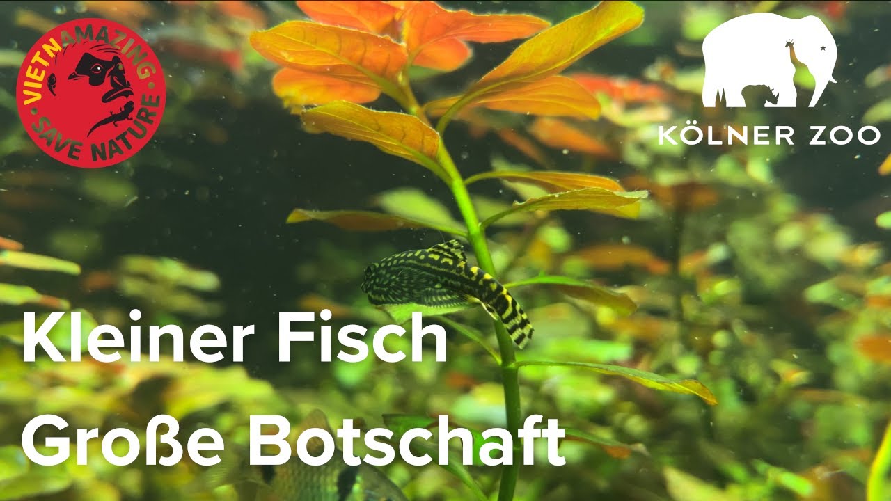 Kleiner Fisch, große Botschaft - Prachtflossensauger aus Vietnam(azing)