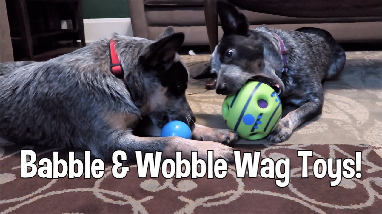 Cattle Dogs Try Wobble Wag & Babble Ball Toys