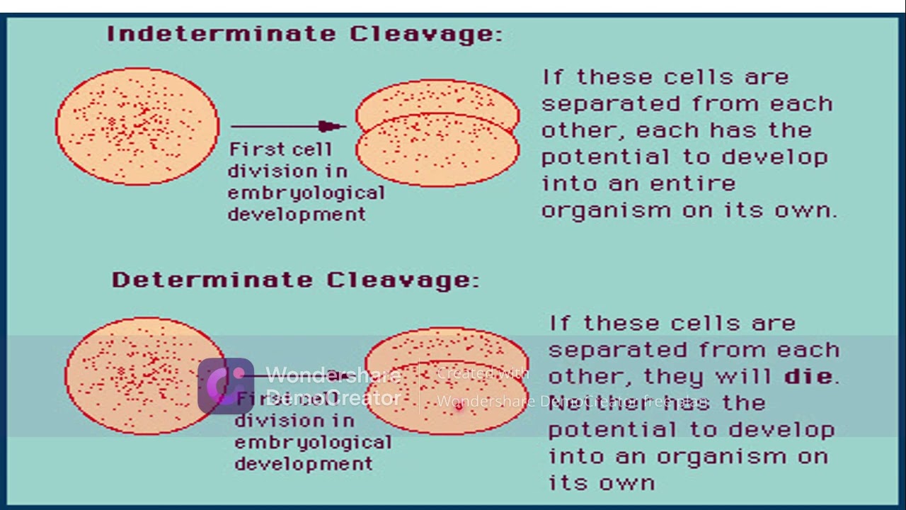 Phylum echinodermata Phylum echinodermata evolutionary perspective Phylum echinodermata relationship