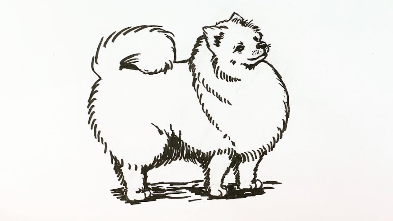 Dog Week: How to draw a pomeranian dog step by step