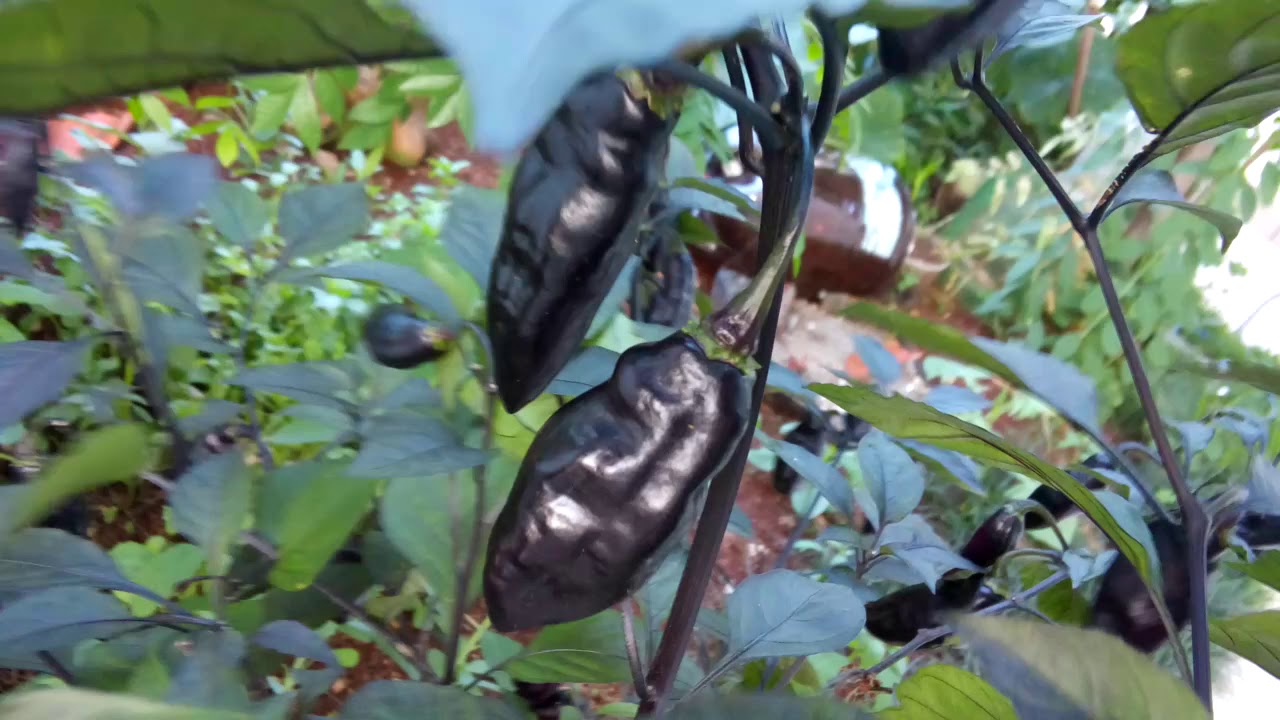 pimenta indiana roxa