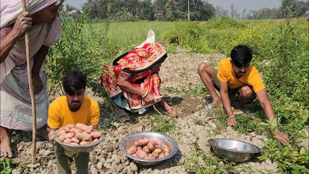 আজ আমাদের অনেক বড় ক্ষতি হয়ে গেল।  Village Farmer Life Style Vlog / Village Vloger