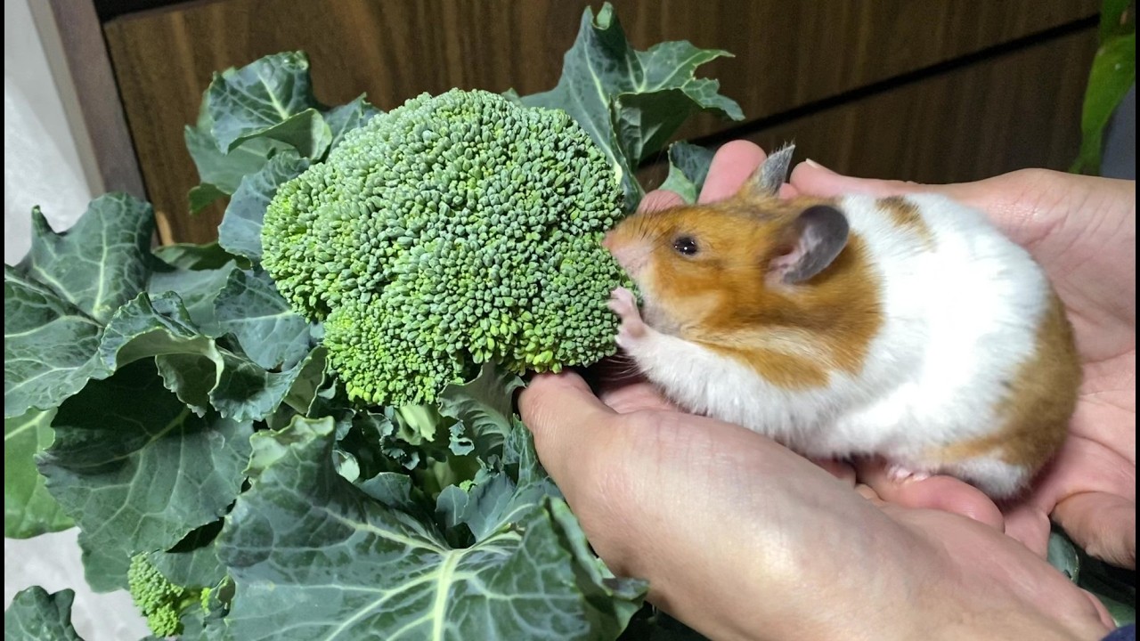 自分で育てた無農薬野菜をハムスターに与えたら食いつきが過去最高！