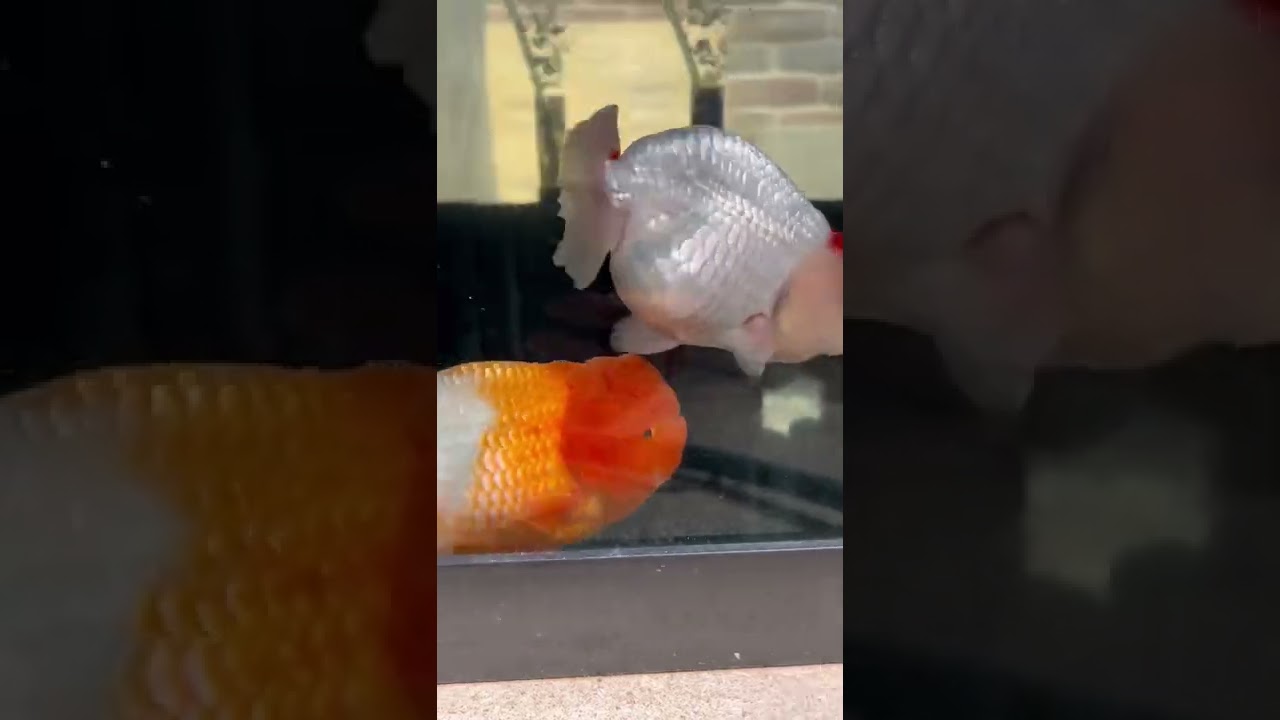 SQUEEZING the EGGS out of my goldfish?
