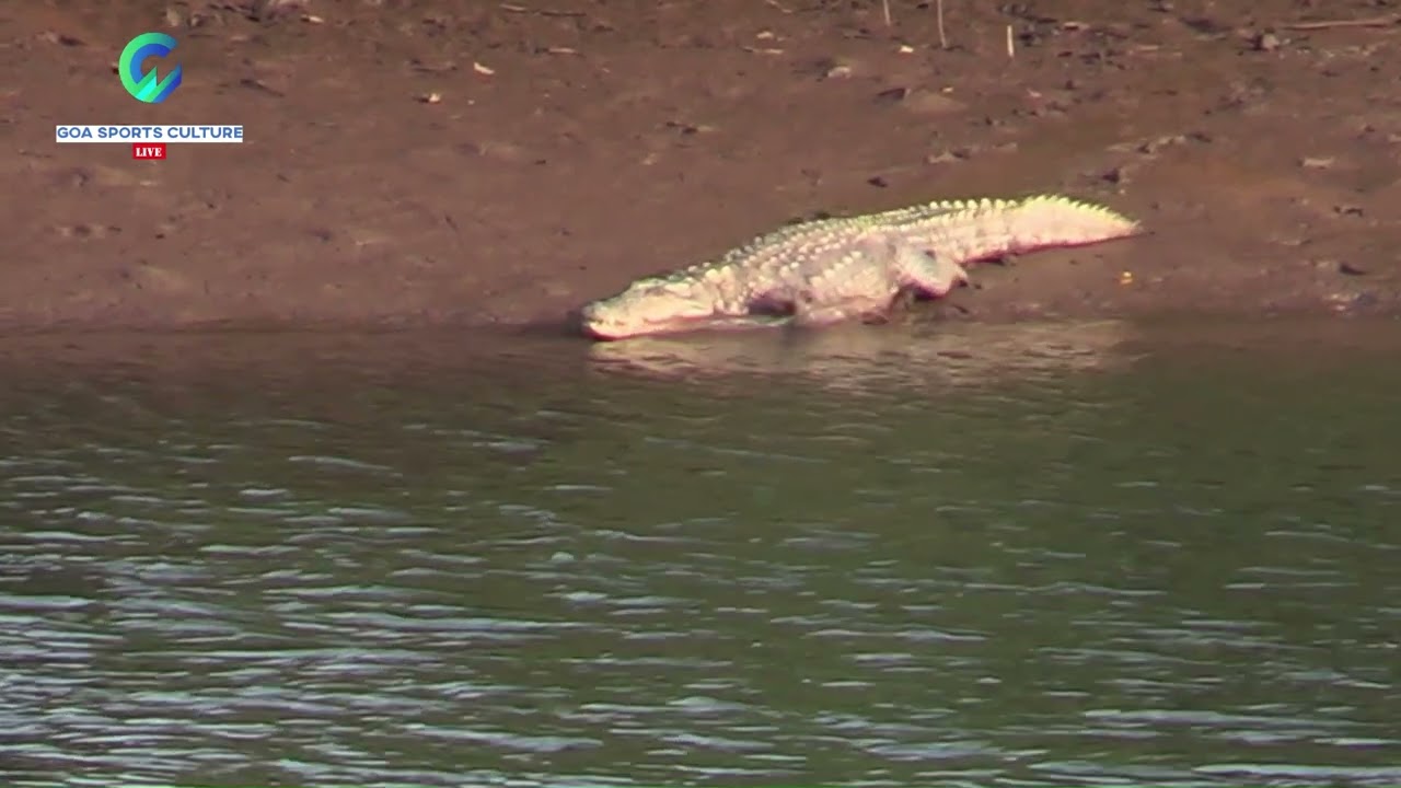 Crocodile spotted at Terekhol River Satarda