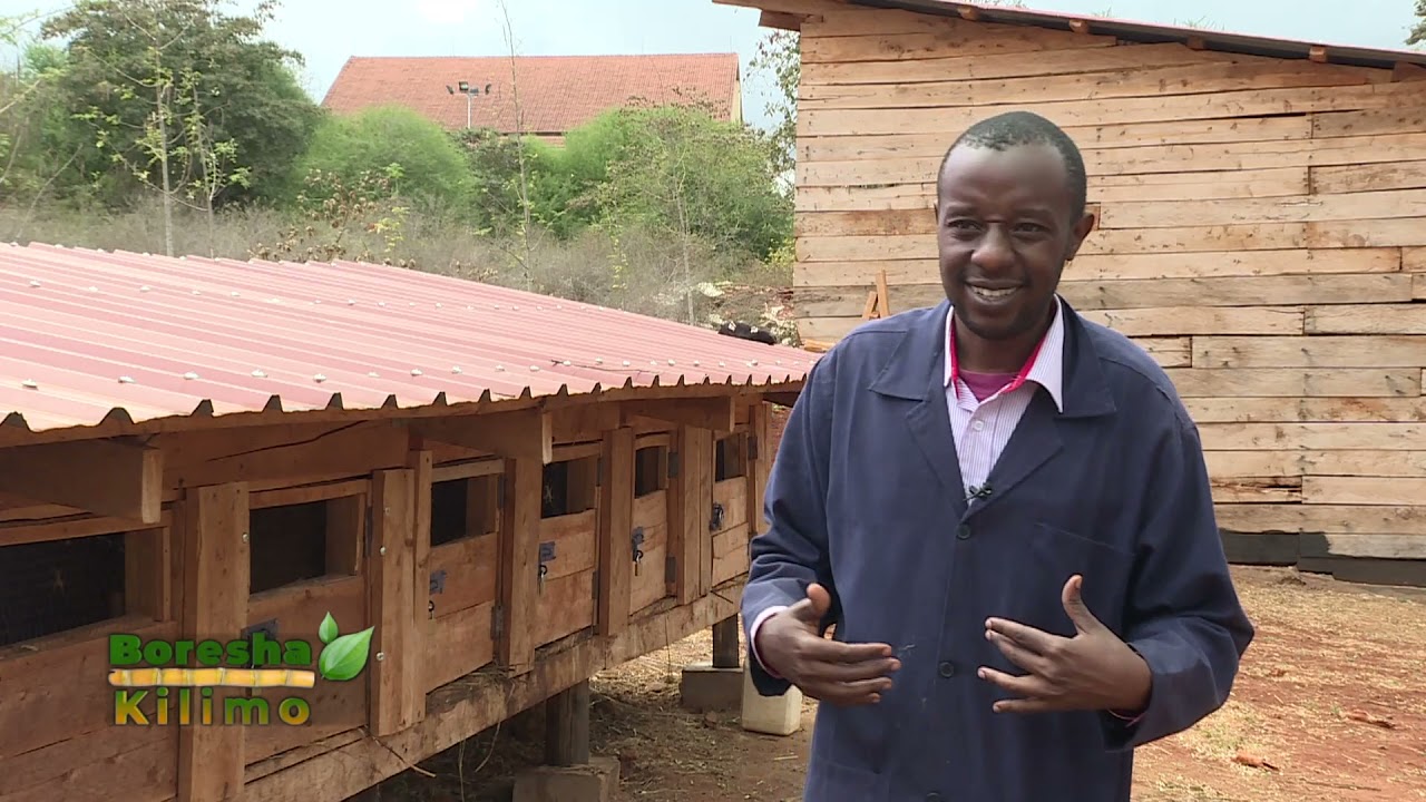 Ukiwa na soko, sungura watakupa mamilioni ya pesa Pt 2