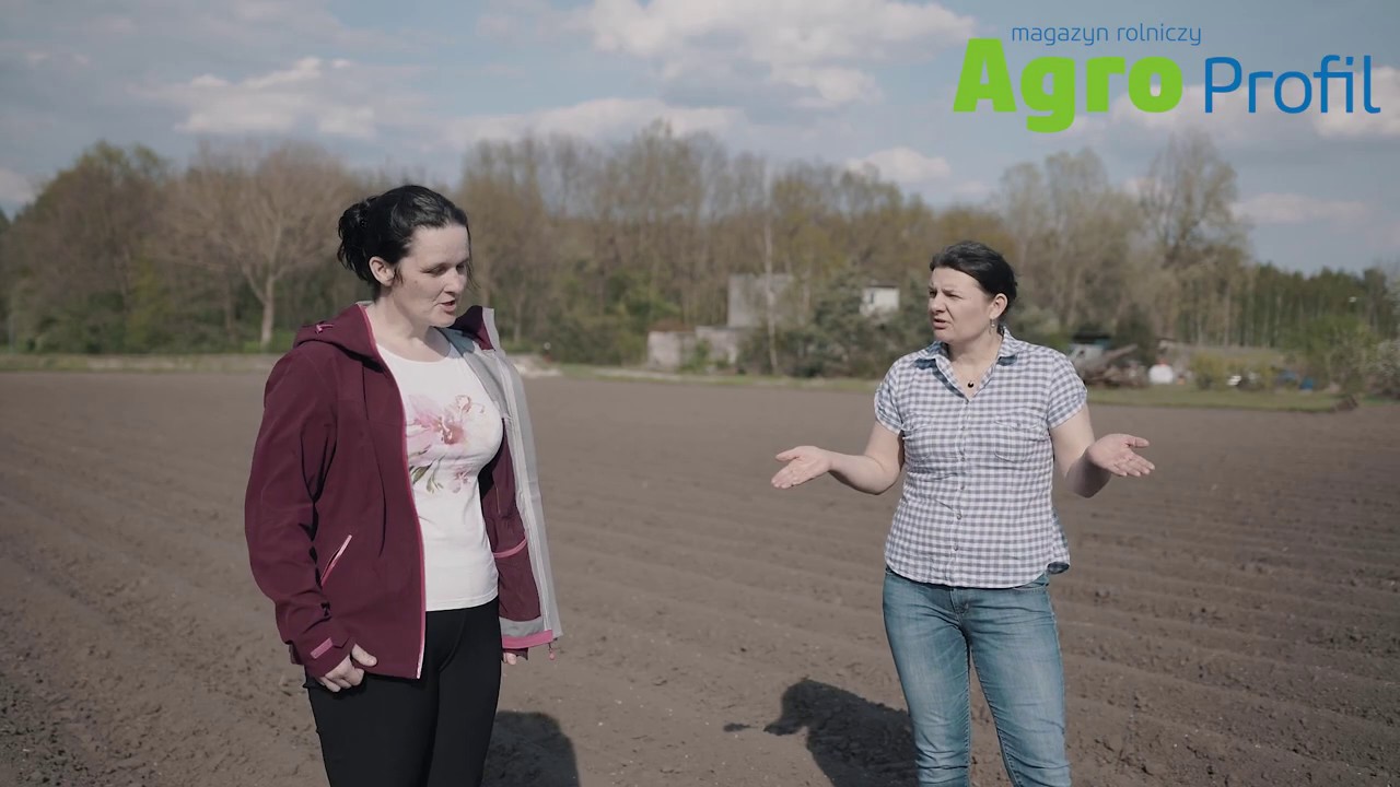 Uprawa ziemniaków na Kujawach - 2 miesiące BEZ DESZCZU | Ochrona i nawożenie | Dr hab.  K. Rębarz