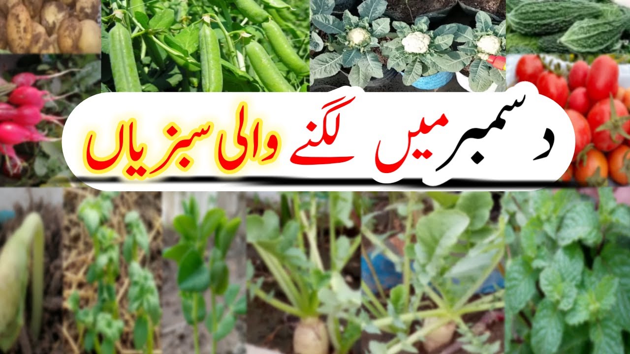 December me konsi sabji lagaye|December mein ugai jaane wali sabjiyan|vegetables to grow in December