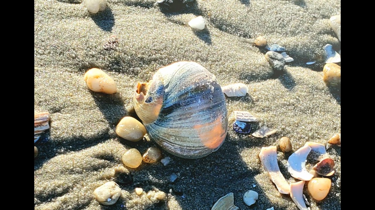 Adagio, Concerto No 3, BWV 974