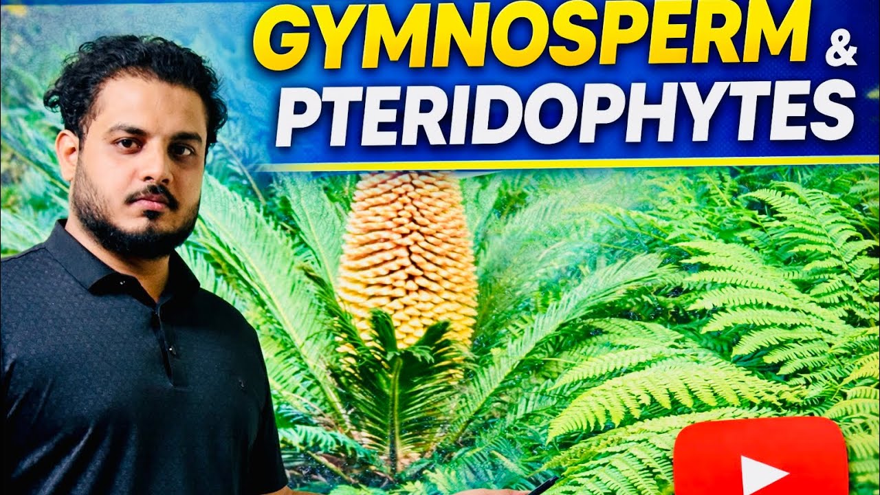 Plant Kingdom | Part 3| Gymnosperm and Pteridophytes| Neet Biology | 11th Biology 