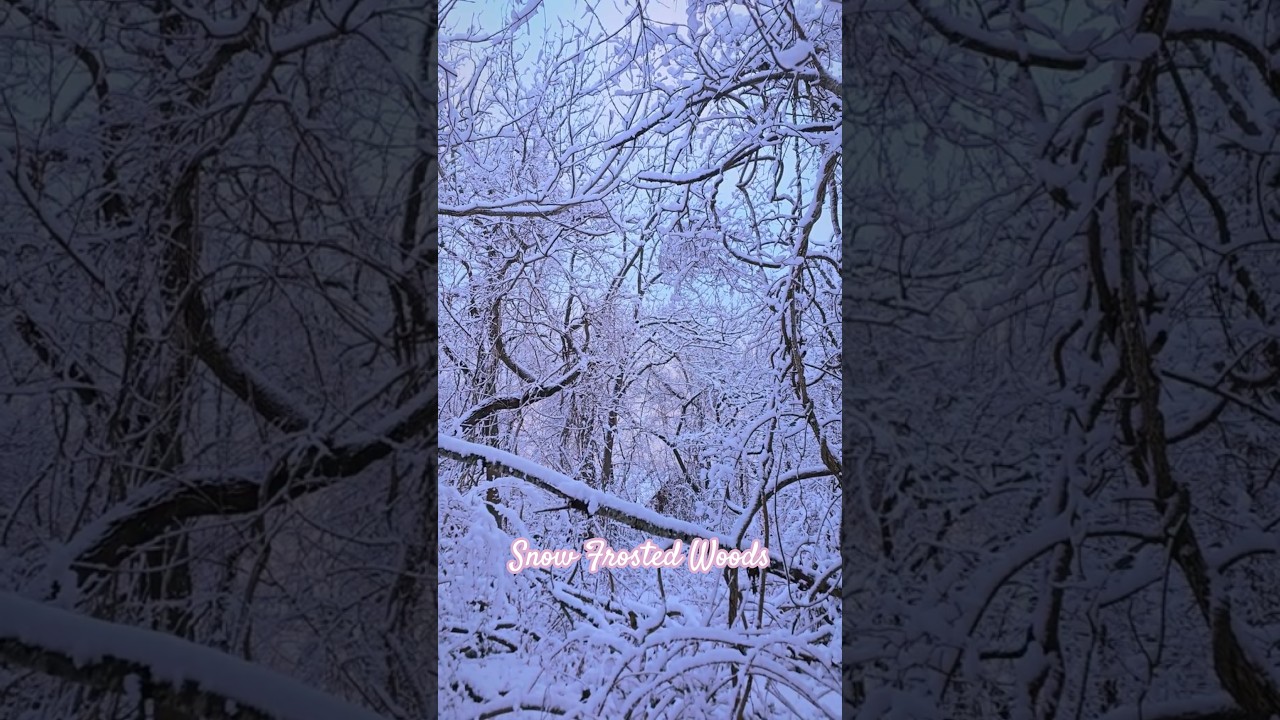 Snow Frosts the Forest with Winter Serenity ❄️ 