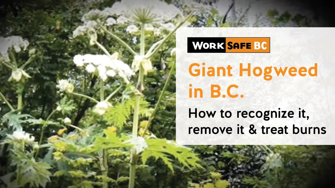 Attack of the Giant Hogweed | WorkSafeBC
