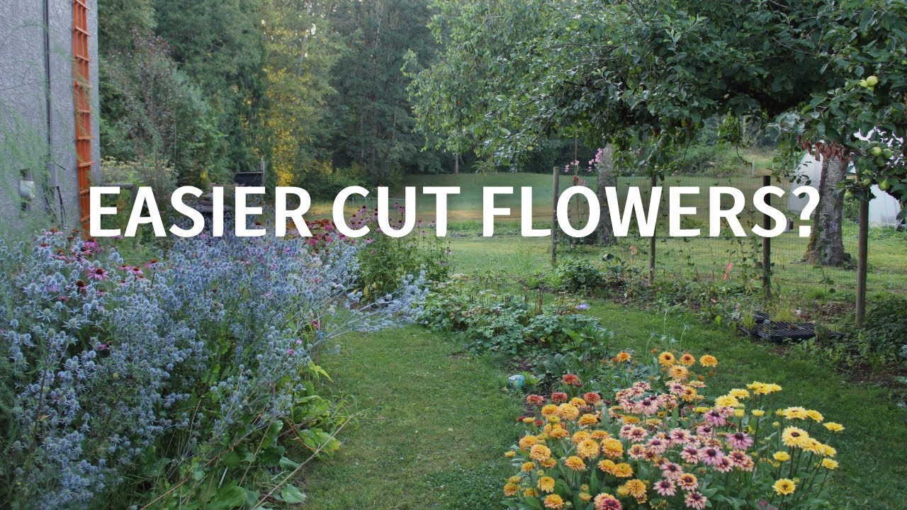 These Flowers Do the Work for Me! (Late June Perennials in my Cut Flower Garden)