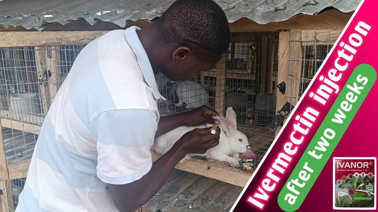 How to inject rabbit with ivermectin injection || Rabbit farming in Nigeria