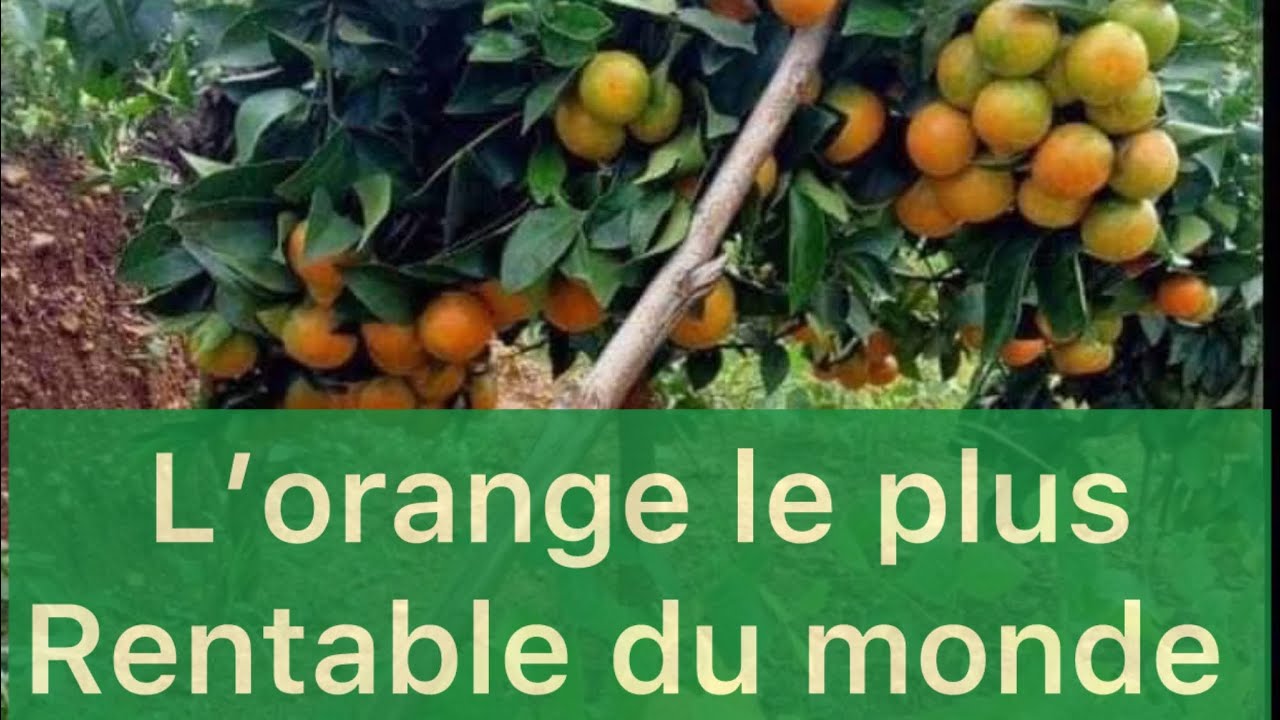 Culture D’orange : la variété Pineaple rapporte 200 tonnes par hectare par an !