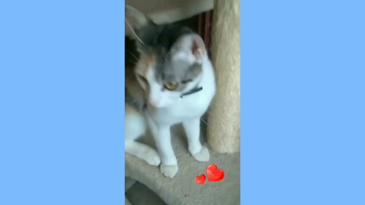 Sweet kitty 🐈