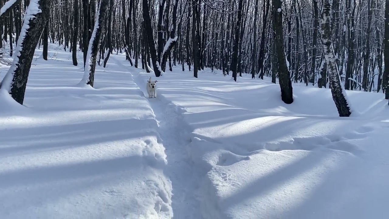 Моя Мелисса бежит мне навстречу ❤️❤️❤️/06.02.26
