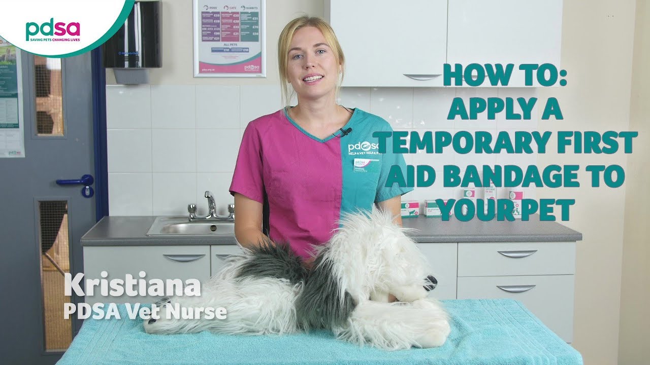 How To Apply A Temporary First Aid Bandage To Your Pet: PDSA Petwise Pet Health Hub