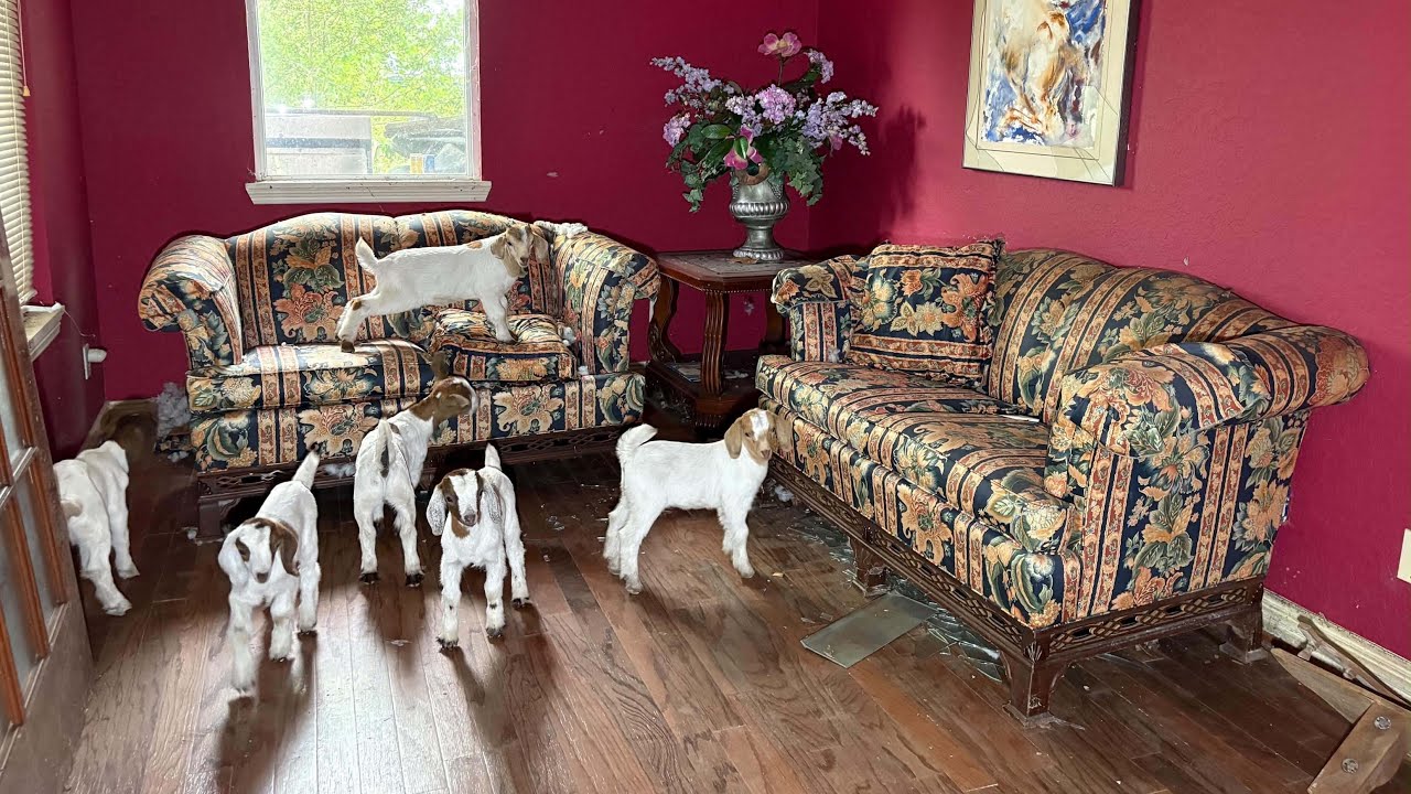 Заброшенный роскошный особняк учёного НАСА с автомобилем BMW скрылся | Мы нашли диких коз