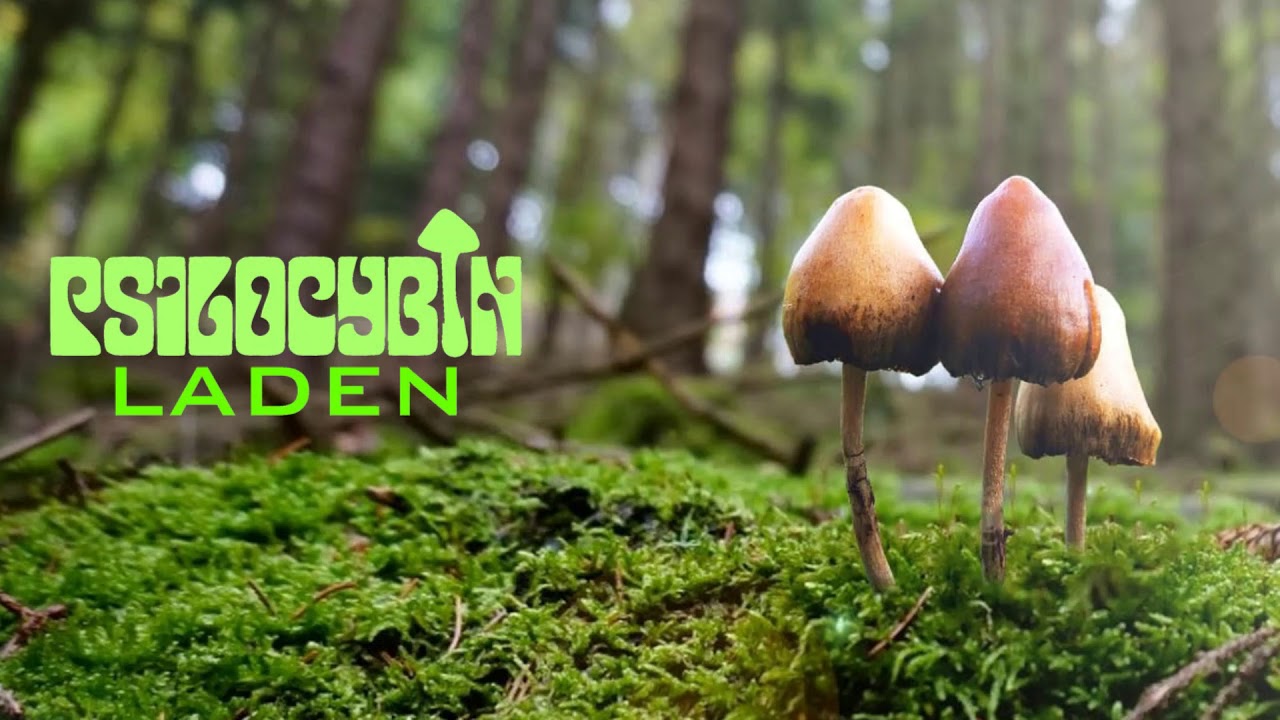 EARLY HARDSTYLE REVERSE BASS MIX 2020 [PSILOCYBIN LADEN]