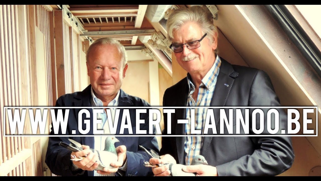 Gevaert-Lannoo Racing Pigeons
