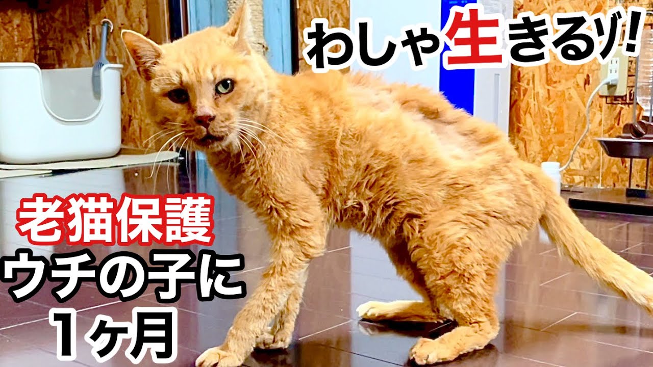 ぼろぼろガリガリの老猫､保護から1ヶ月､リハビリ奮闘中!