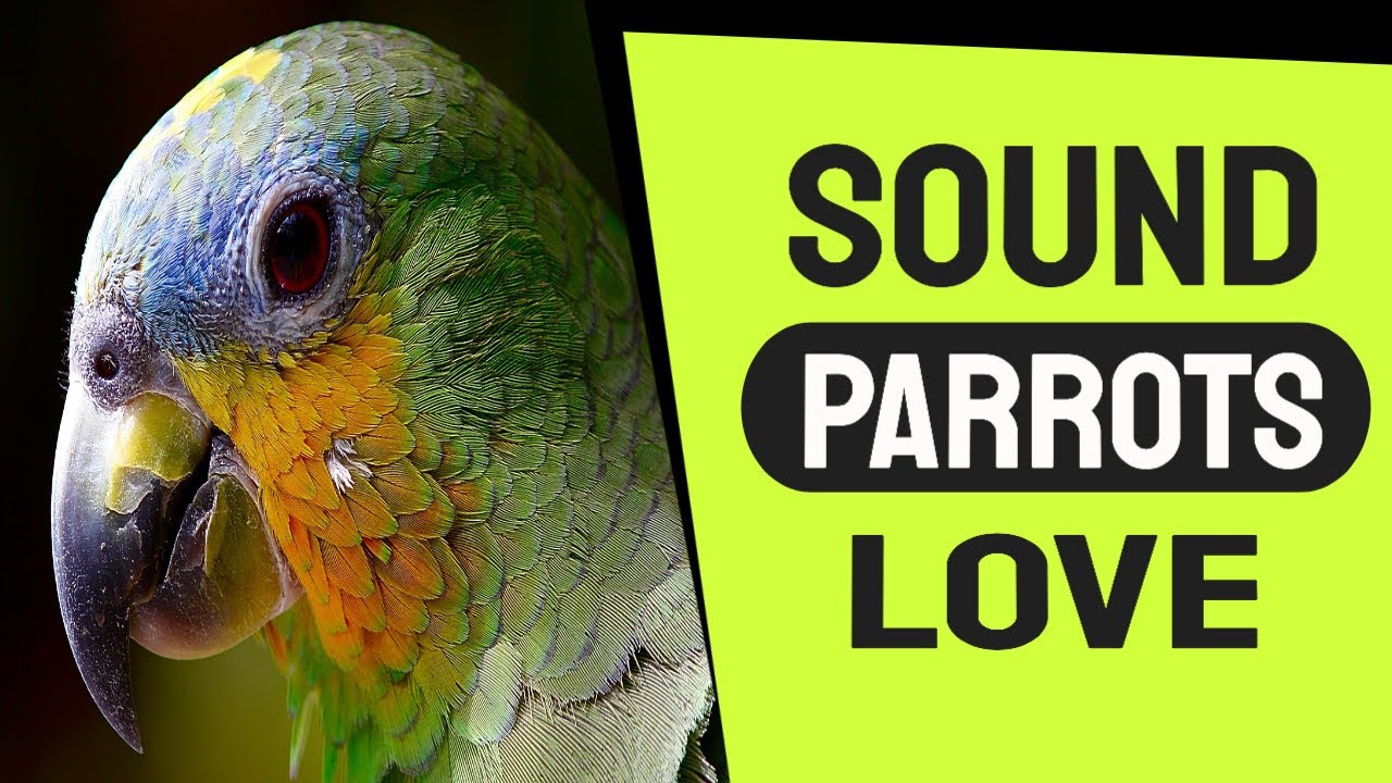 Sound Parrots Love To Hear The Most