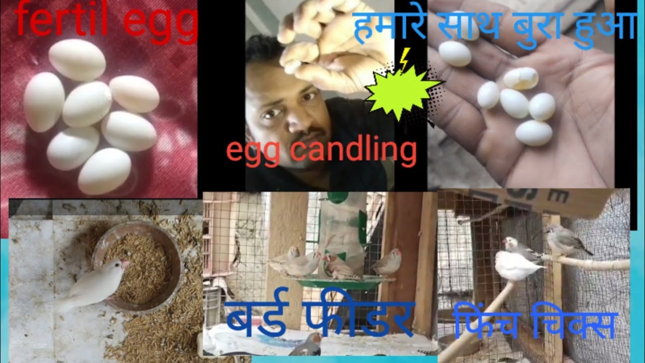 Egg candling zebra finch Bird and white Java#birds #zebra finch#andling#zebrafinchbreeding #pigeon 