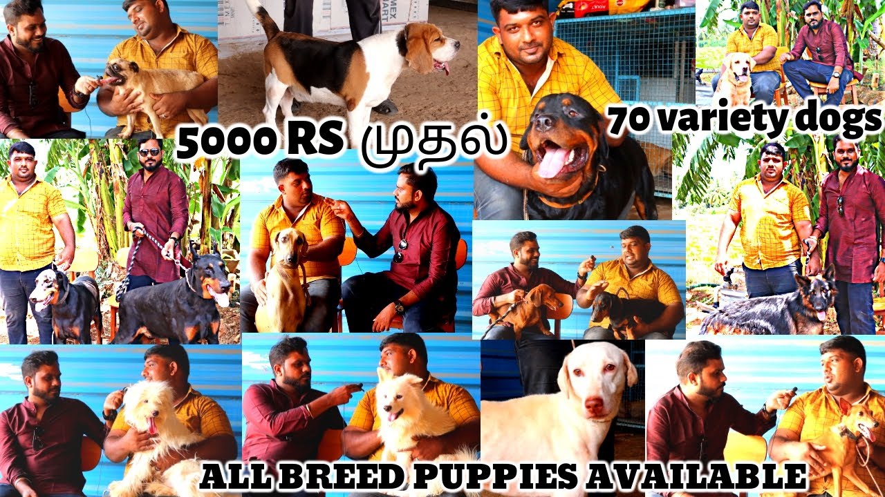Biggest Dog Kennel In Tamil | Puppies For Sale | All Breed's Available Attur | Its all about