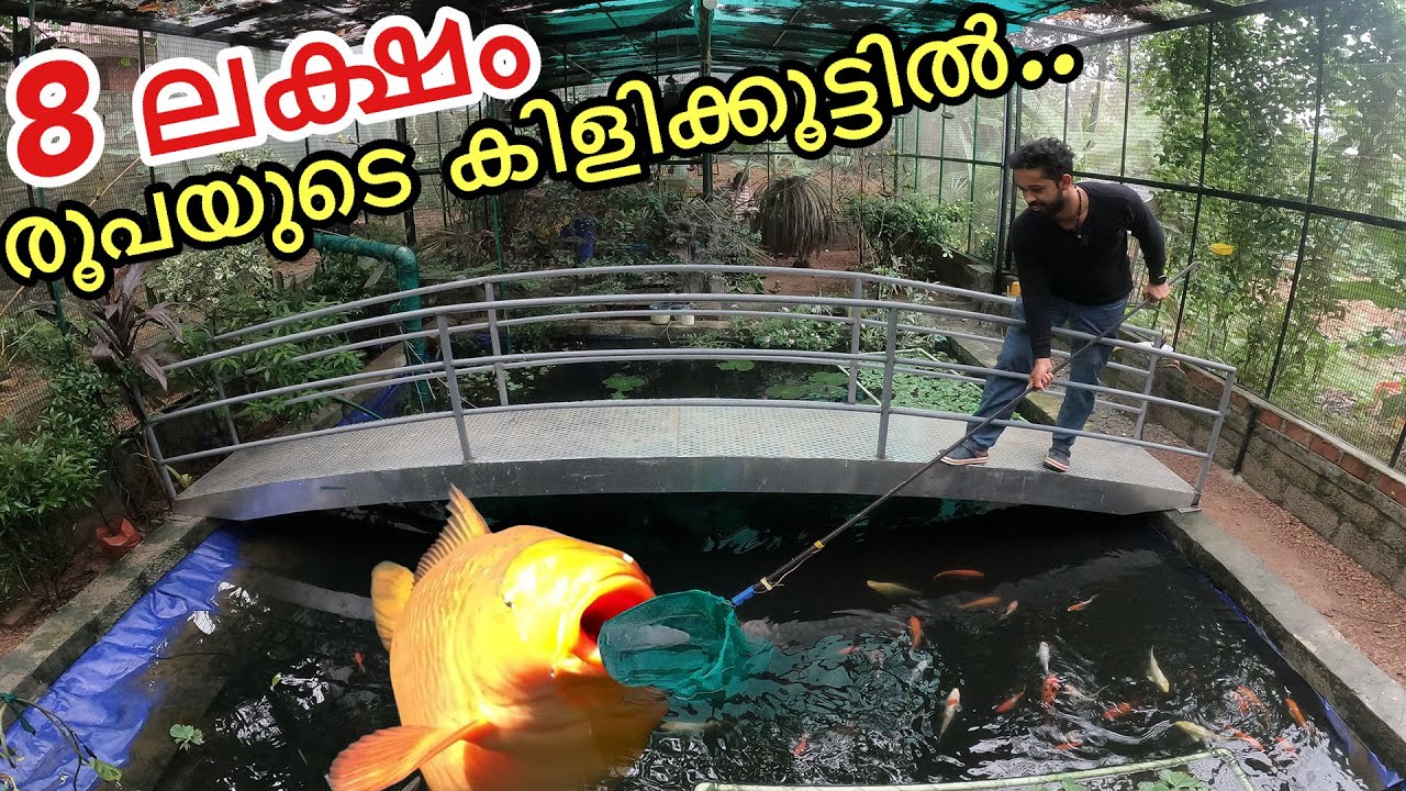 മുയലിന്റേം കിളികളുടേം കൂടെ 24 മണിക്കൂർ  | Staying 24 hour Inside Aviary