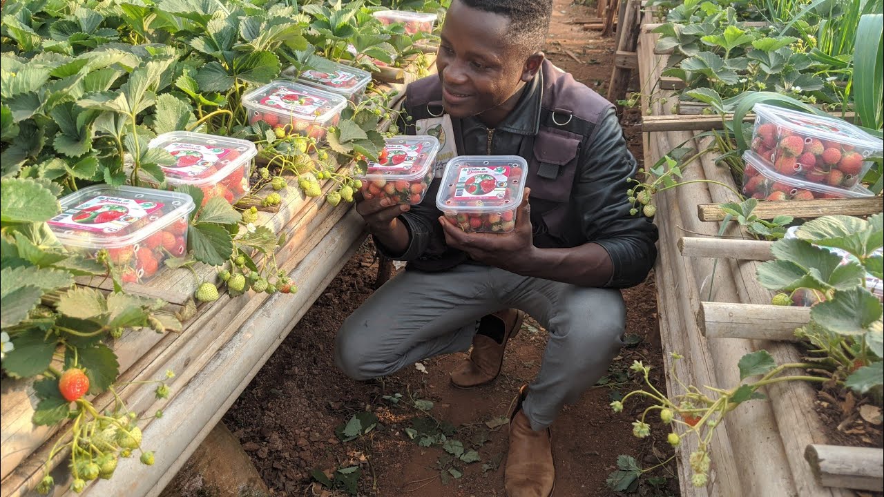 Épisode 1: Introduction à la culture de la fraise en Afrique partie 1