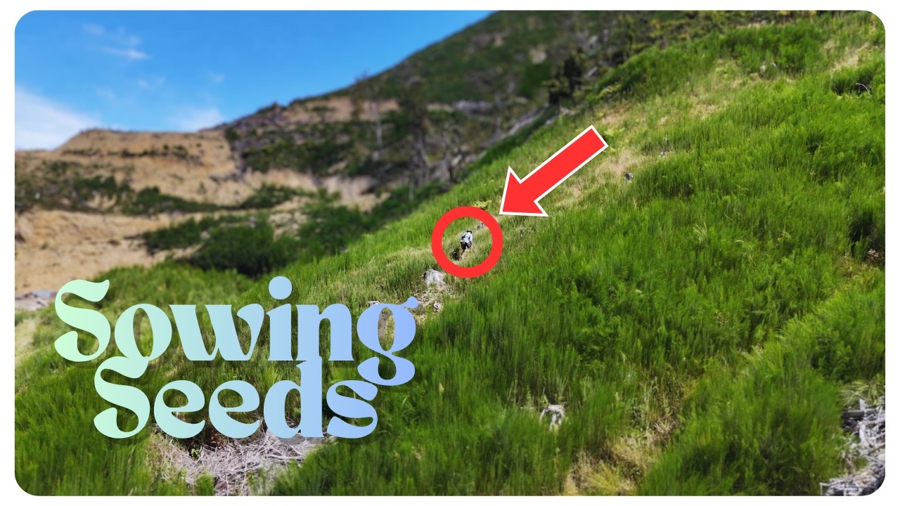 Why Kererū Are Essential for New Zealand Rewilding