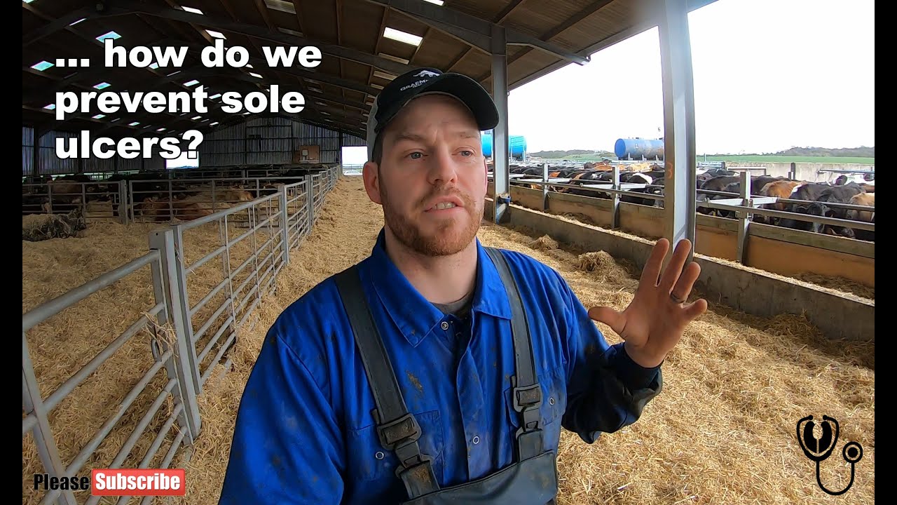 Treating SOLE ULCERS in Cattle | TheHoofGP