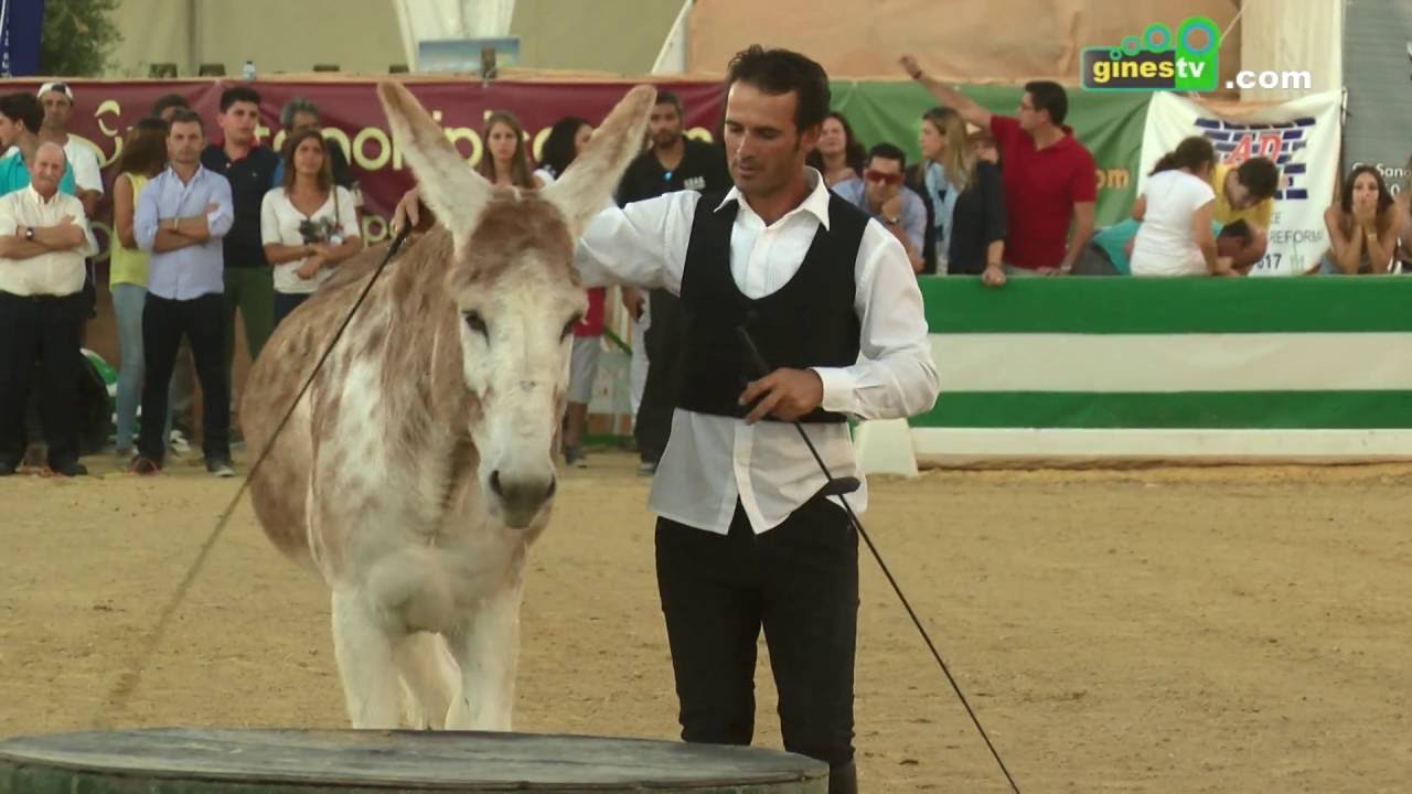 El burro Caramelo. Doma en Libertad en Una Pará en Gines 2016