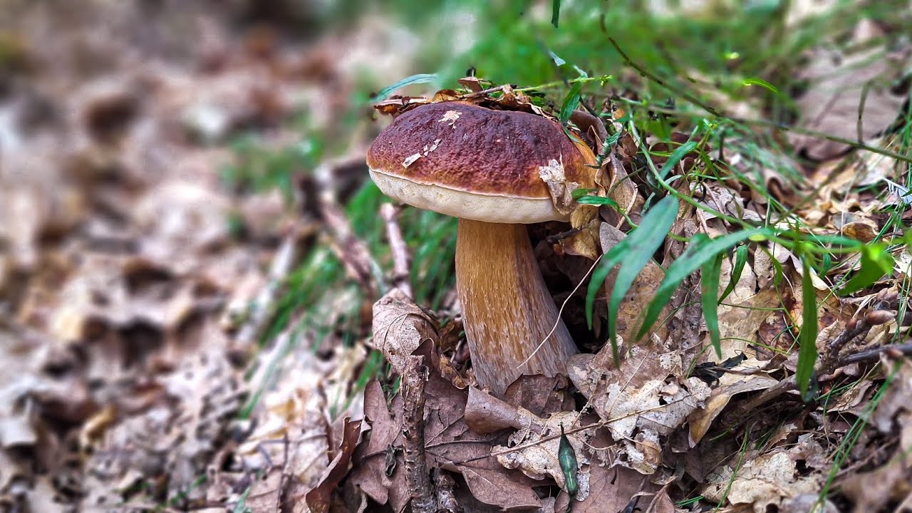 Znaleźliśmy piękne borowiki 🍄‍🟫 1sierpnia. Czy to początek wysypu? 