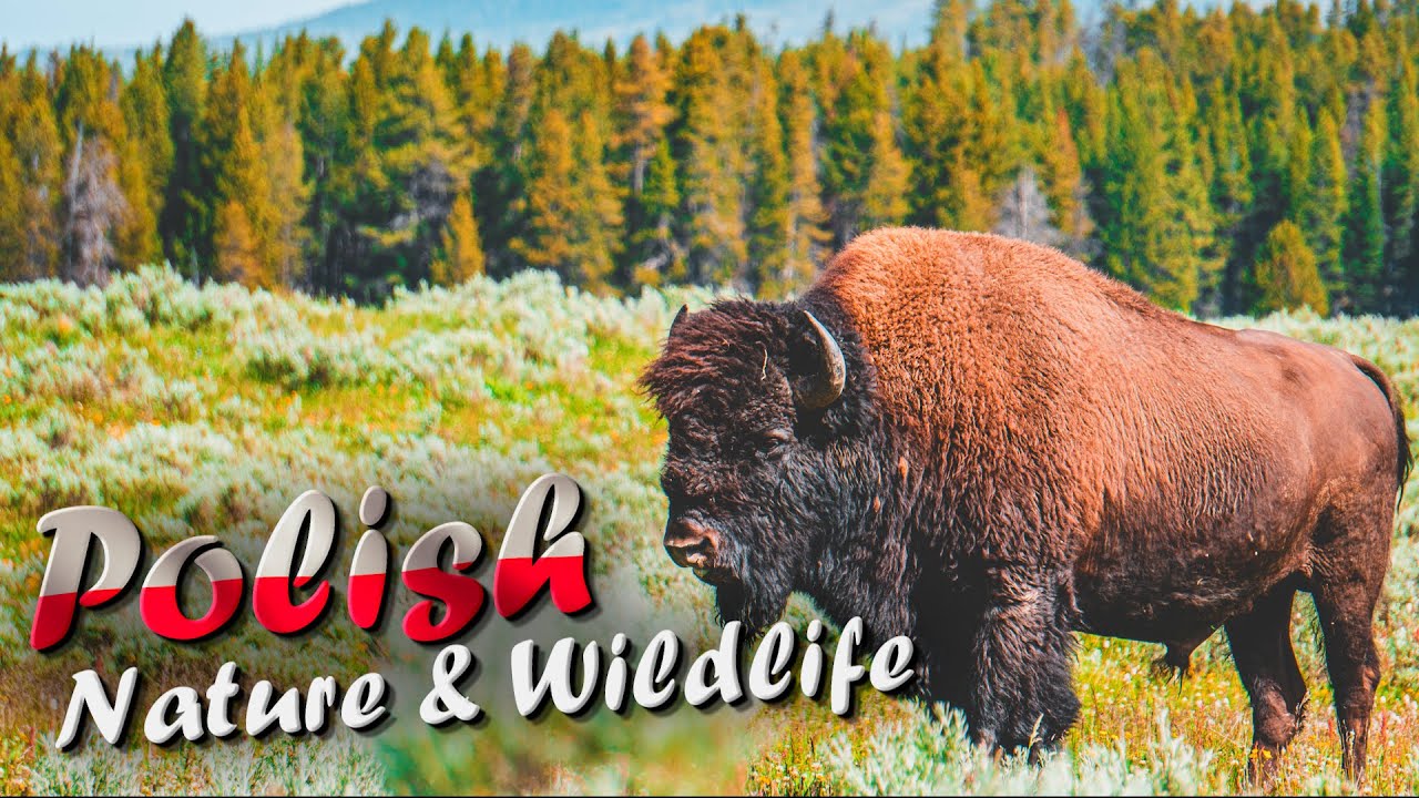Poland : Nature and Wildlife
