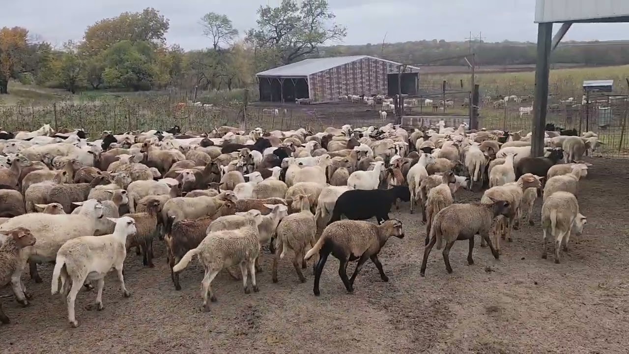 Checking the Weight and Parasites