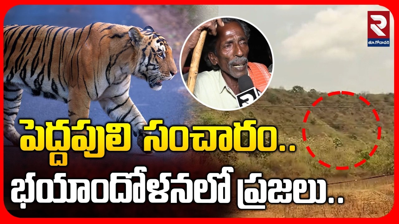 పెద్దపులి  సంచారం భయాందోళనలో ప్రజలు.. | Tiger Latest Update | #rtveastgodavari